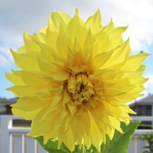 unnamed Yellow Dahlia