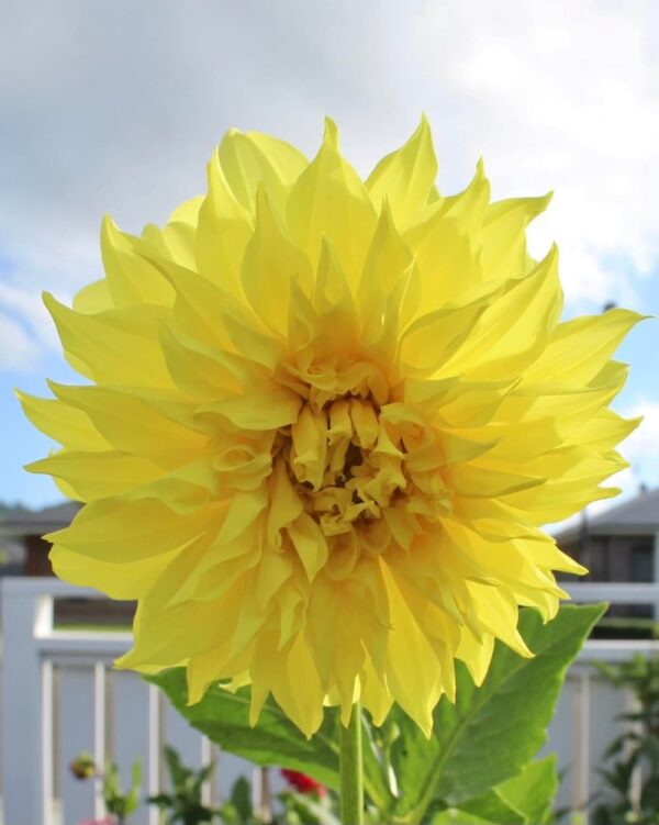 unnamed Yellow Dahlia